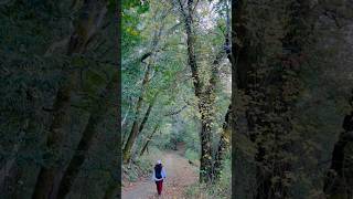 Big Eared Bat Trail Radio Hill Trail Bear Creek Redwoods OSP Los Gatos CA [upl. by Epstein163]