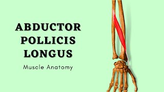 Abductor Pollicis Longus Muscle Anatomy  Muscle of Posterior Forearm  Doctor Speaks [upl. by Nertie]