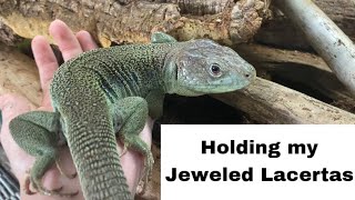 Jeweled Lacerta Handling  are these lizards as skittish as people say they are [upl. by Thetisa701]