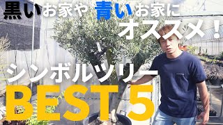 【常緑樹シンボルツリーBEST５！】黒い家や青い家に映えるシンボルツリーおすすめTOP5をご紹介！ [upl. by Serene]