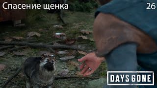 Прохождение Days Gone №26daysgone [upl. by Outlaw]