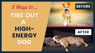 High Energy Dog Care and Training Tips [upl. by Krause]