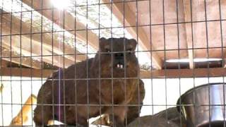 Talking Rock Hyrax [upl. by Cavill]