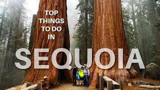 Top 10 Things To Do In Sequoia National Park California [upl. by Yssis418]