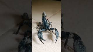 Animal black scorpion [upl. by Nguyen27]