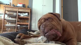 Dogue de Bordeaux Morgan chewing on a very large bone [upl. by Hacissej]