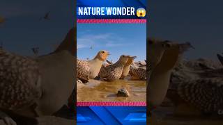 Facts about sandgrouse bird birds nature bird facts amazingfacts education shorts [upl. by Plossl10]