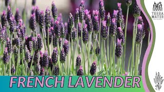 Growing FRENCH LAVENDER Quick Tips for Lavandula dentata [upl. by Saixela328]