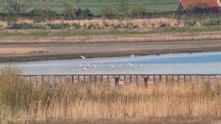 Koereigers op trek  Cattle egrets on migration  Breskens Zeeland NL  20220417 [upl. by Aleacem]