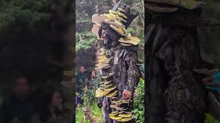 Telluride Mushroom Festival Parade and Drum Circle [upl. by Arden]