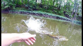 Pike on the Fly THICK River Fish [upl. by Bergerac]