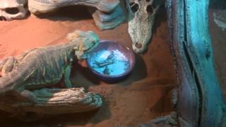 Pogona vitticeps nourrissage  bearded dragon feeding [upl. by Talyah]