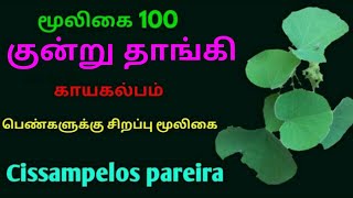 மலைதாங்கி மூலிகைகுன்று தாங்கிCissampelos pareiraMalai thaangikundru tangiverpenthiponmusuttai [upl. by Ramunni]