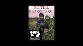 NO TILL BRASSICAS Part 1  A to Z thoughts amp planting day… [upl. by Albin]