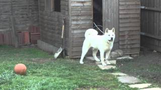 Captain  9 Month Old Japanese Akita [upl. by Rollecnahc]