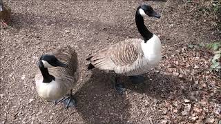 Canada Geese Chasing Hissing Honking Tripping Up Biting Eating 21st March 2021 [upl. by Alek]