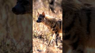 The SMALLEST Hyena family member 🌍 Animal Fact Files facts animals [upl. by Sherar315]