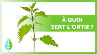 BIENFAITS DE LORTIE 🌿💚 Propriétés médicinales UTILISATION et CONTREINDICATIONS [upl. by Rosana]