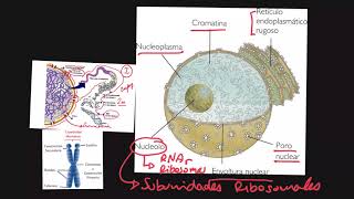 Cromatina y Cromosomas [upl. by Dripps]