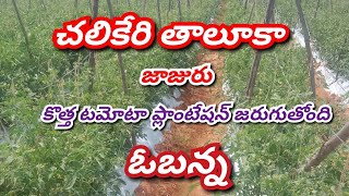 2024 new tomato crop information new tomato plantation Karnataka tomato plantation agriculture [upl. by Grantland]