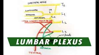 Anatomy  Lumbar Plexus [upl. by Ellie]