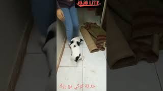 jack russell training tips ضحك السنين [upl. by Corine]