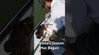 First Tripletail of the Season fishing shorts tampa [upl. by Anival69]