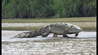 Gustave The Killer Crocodile of Burundi  Nature’s Reality [upl. by Namara821]