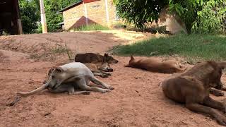 Cutest dogs sleep playing [upl. by Liagaba]