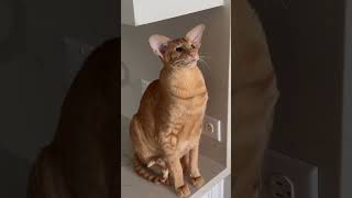 Oriental Shorthair Cat Keebler talking to his toy [upl. by Jemine]