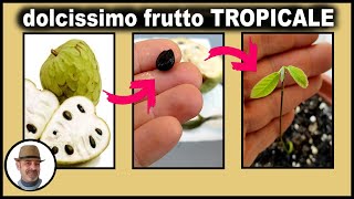 Riproduci dal seme questo frutto tropicale dolcissimo con il trucco del muschio बीज से अन्नाना [upl. by Ednihek]