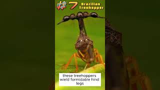 Brazilian Treehopper Interesting Fact 7 [upl. by Peery404]