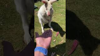 A white wallaby wildlife tasmania australia [upl. by Edd]