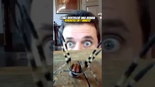 COMO IDENTIFICAR UMA ARANHA VENENOSA EM 1 MINUTO  wildboppre shorts [upl. by Selig]