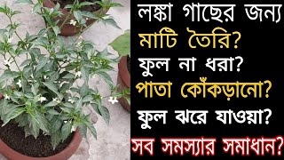 সহজেই টবে সারাবছর লঙ্কা চাষ পদ্ধতিComplete care of chilli plant  A to Z [upl. by Rexanne]