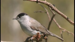 Fauvette à tête noire  Blackcap  Mönchsgrasmücke  Sylvia atricapolla [upl. by Maxma]