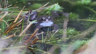 Common Frog Croaking by Jason Steel [upl. by Wimsatt106]