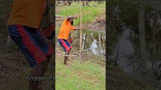 Panah ikan gabus di sungai dangkal02 [upl. by Sihtnyc740]