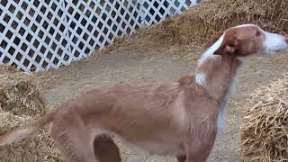 ibizan hound doing barn hunt [upl. by Aiehtela301]