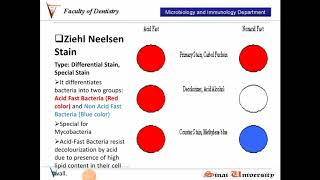 Ziehl Neelsen Stain [upl. by Teilo56]