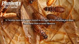 20 Unbelievable Facts About Termites  Plunketts Pest Control [upl. by Ring]