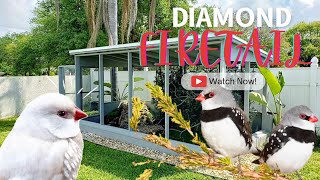 The Diamond Firetail Finch Stagonopleura guttata [upl. by Notak386]