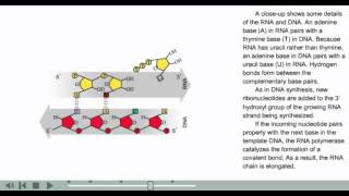 Transcription Animation  Prokaryotic transcription [upl. by Leva]