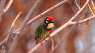 Coppersmith barbet sound [upl. by Anrak]