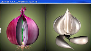 CBSE Class 11 Biology  Morphology of Flowering Plants  Full Chapter  By Shiksha House [upl. by Elsbeth232]