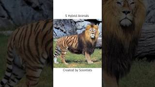 Hybrid Animals Created By Scientists [upl. by Helali]