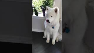 Samoyed Howling 😂 guaranteed to make you smile [upl. by Celene271]