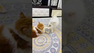 billu ka ek baccha black😳 catcomedy cat viralcat catvideo catshorts catwatch sajidcat [upl. by Mattias306]