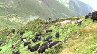 108 Yaks  A journey of love and freedom [upl. by Ojoj]