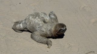 Sloth in the middle of the road  In the wild Brazil bicho preguiça atravessando a rua [upl. by Gerdi967]